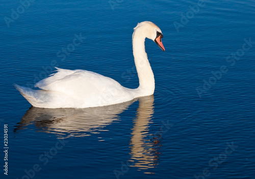 Fototapeta Naklejka Na Ścianę i Meble -  White swan with reflections on a clear blue lake