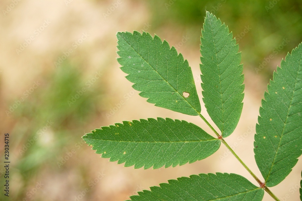 grünes Blatt grünes Blatt