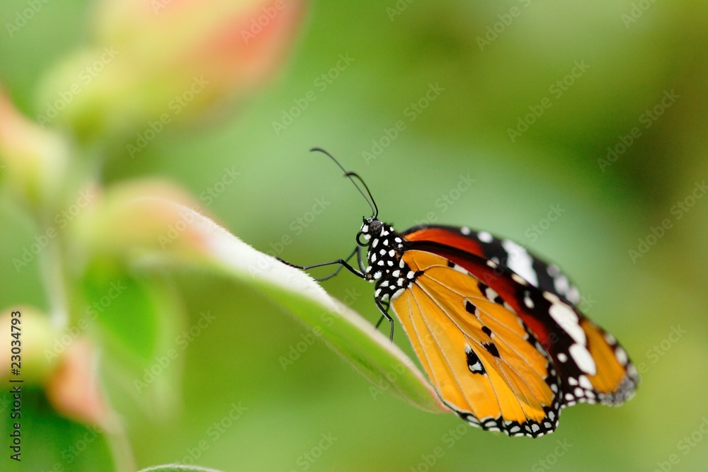 Fototapeta premium Appealing butterfly on the flower
