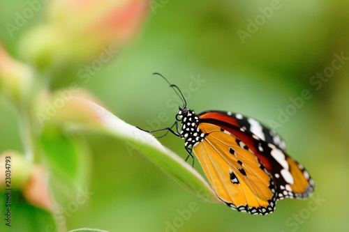 Appealing butterfly on the flower