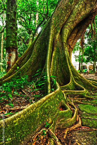 tropical tree in the forest #23035190