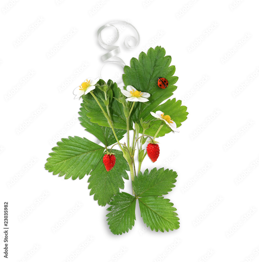 blooming bush of strawberries