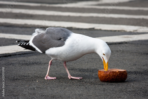 Seagull
