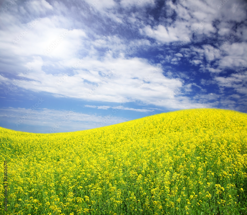 meadow meadow
