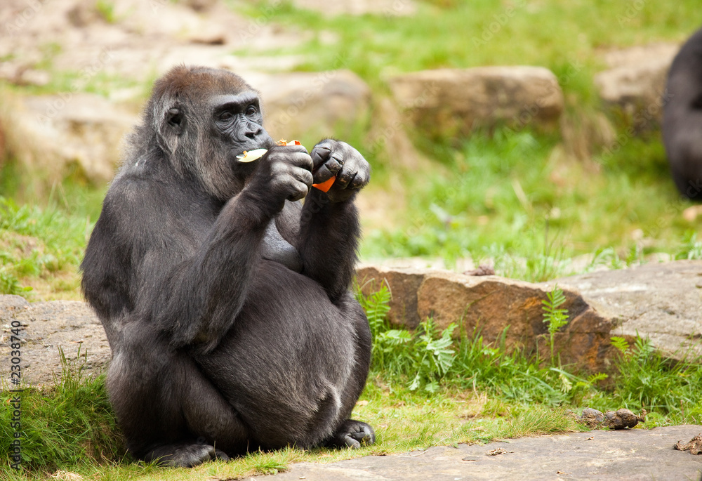 Naklejka premium Female gorilla