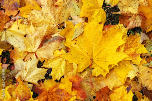 golden fall  yellow leaves carpet