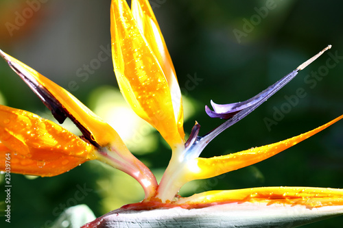 fleur de strelitzia, oiseau de paradis photo