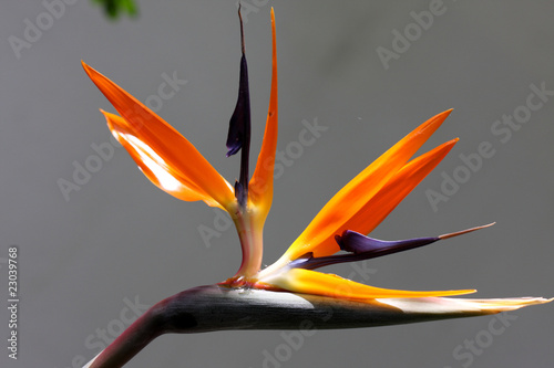 fleur de strelitzia, oiseau du paradis photo