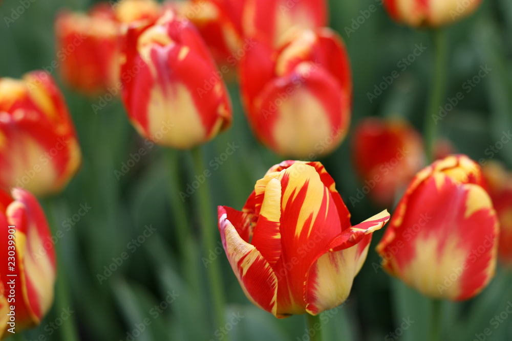 Fototapeta premium Tulips