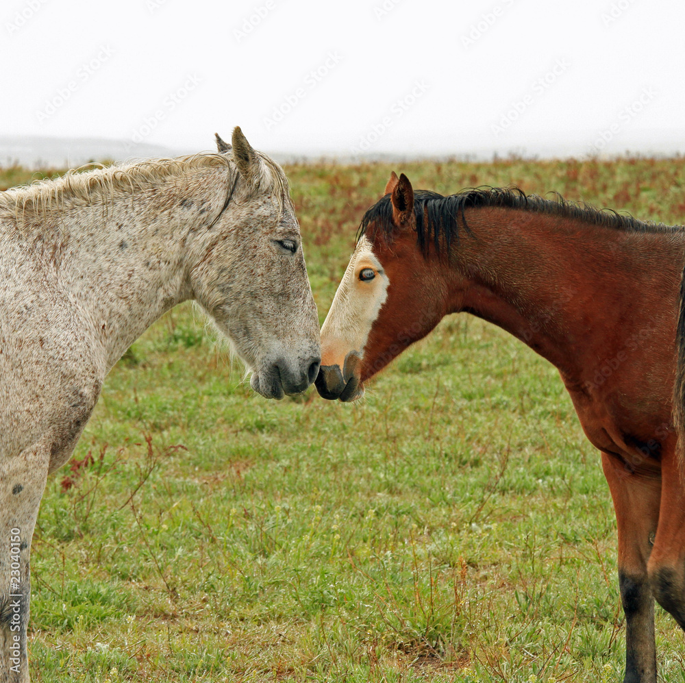 Fototapeta premium Wild horses touching noses in a sign of friendship