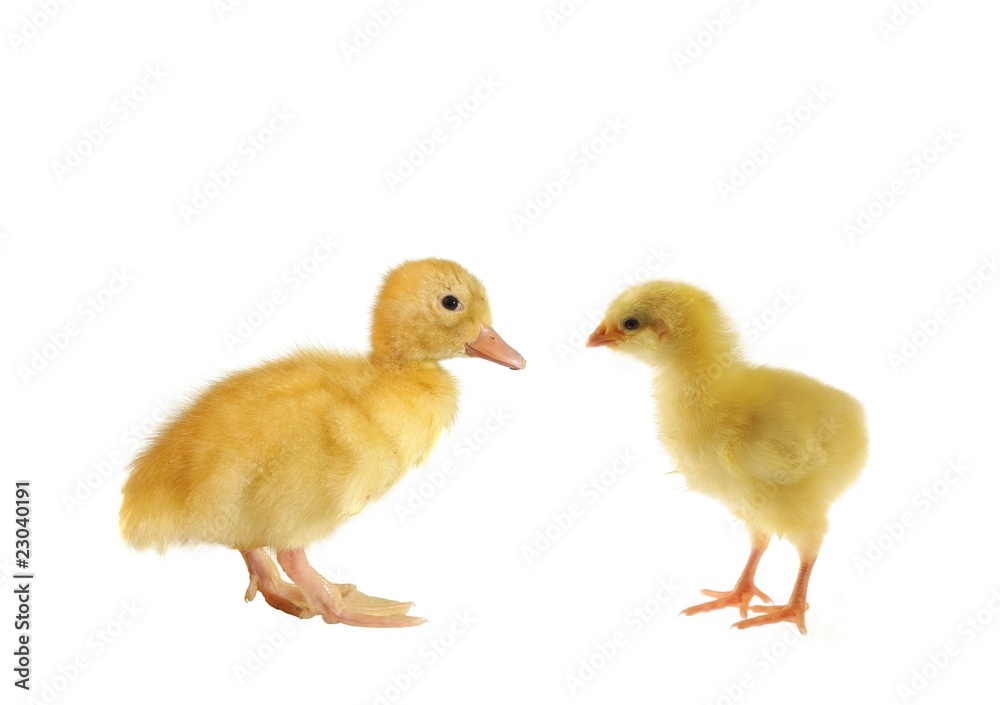 duckling and chicken