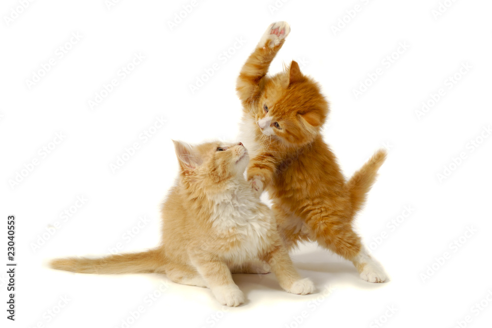 Obraz premium Fighting kittens