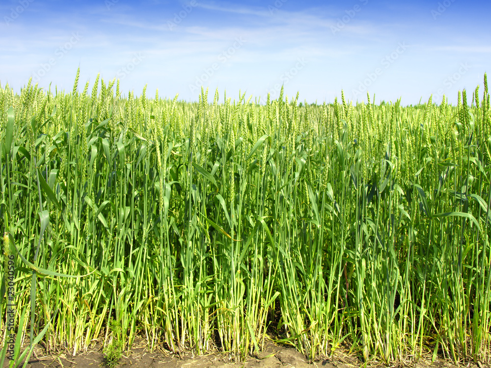 Obraz premium Wheat field against a blue sky