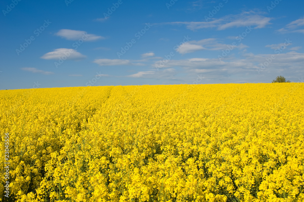 Wolken und Rapsfeld Wolken und Rapsfeld