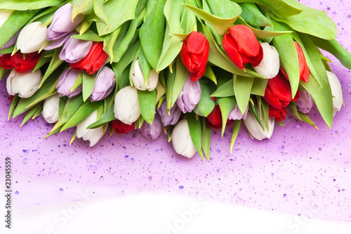 tulips