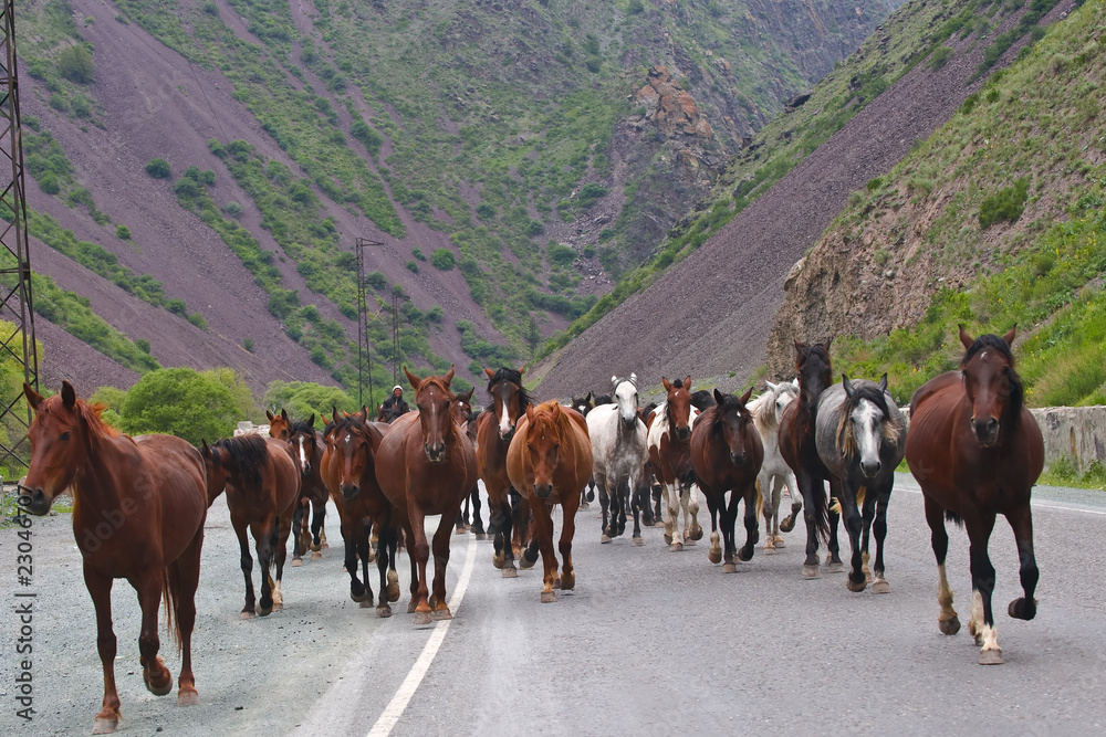 long way to pasture