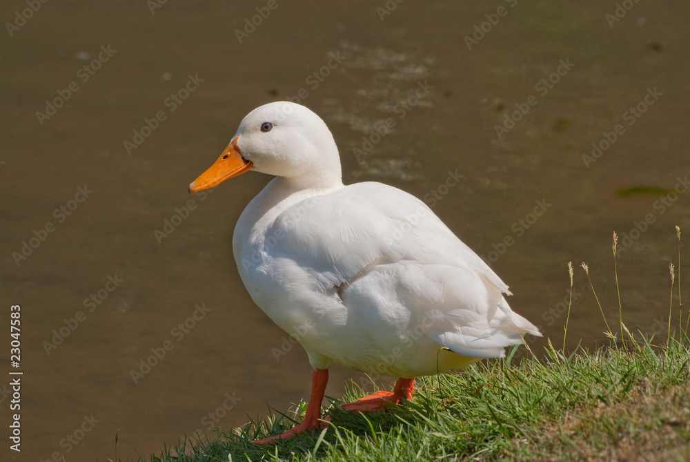 Canard blanc