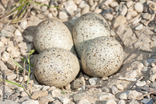little ringed plover nest with eggs