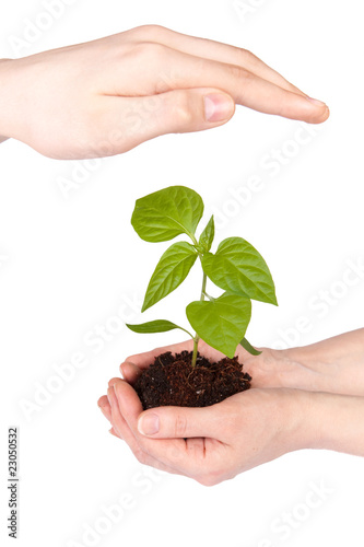Transplant of a tree in hands