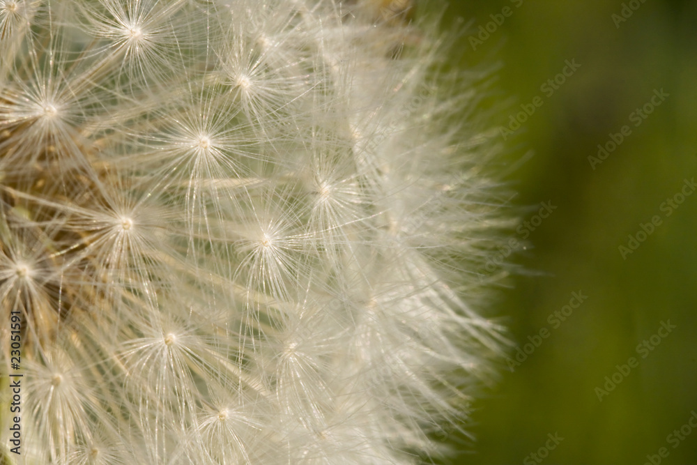 Dandelion Seed Background