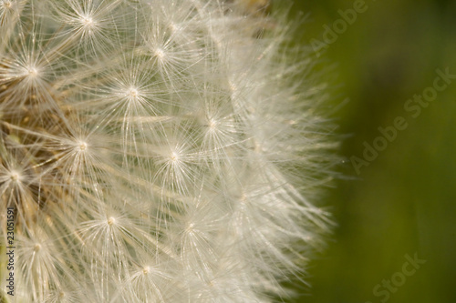 Dandelion Seed Background