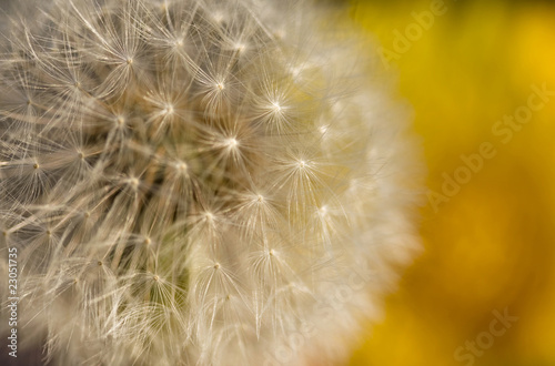 Dandelion Seed background