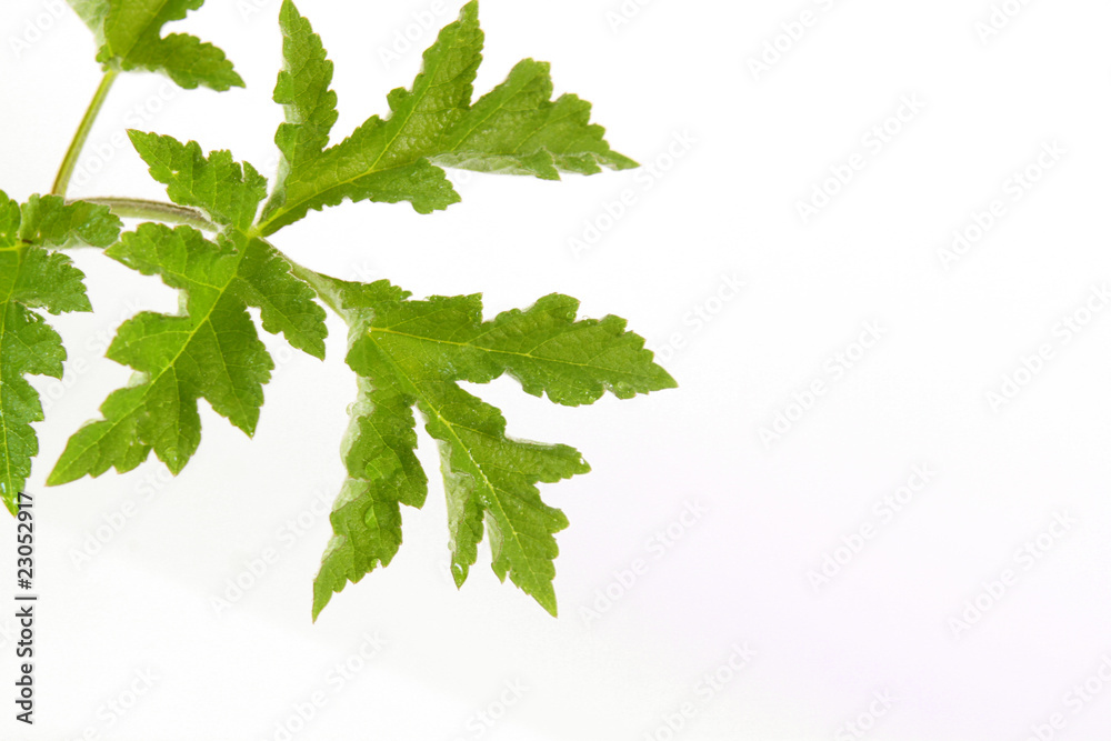 grüne pflanze grüne pflanze
