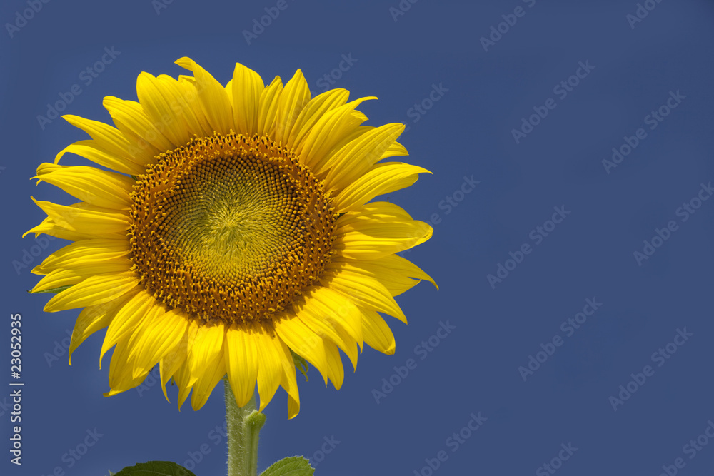 青空のスペースがあるヒマワリ