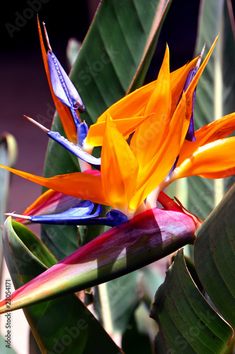 Bird of Paradise Flower