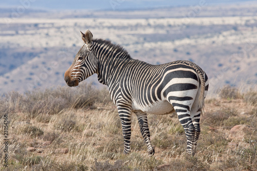 Mountain Zebra