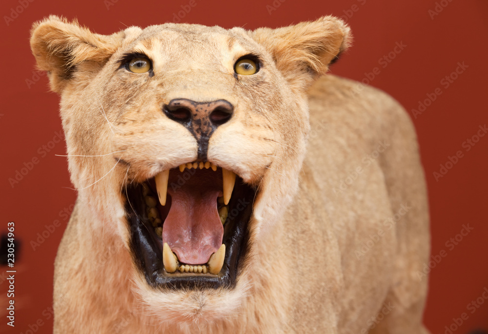 Obraz premium Aggressive expression of stuffed lion with red background