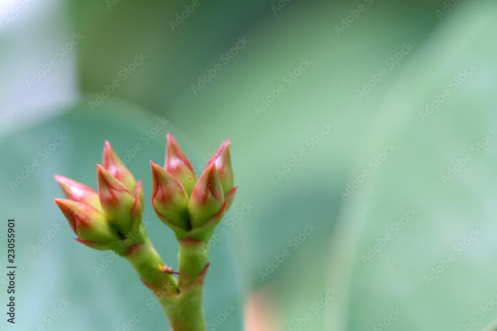 bud bud