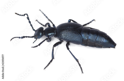 Oil beetle isolated on white background