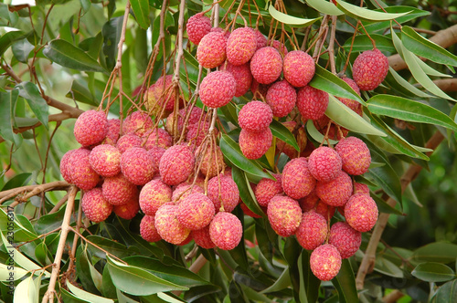 fresh  lychees