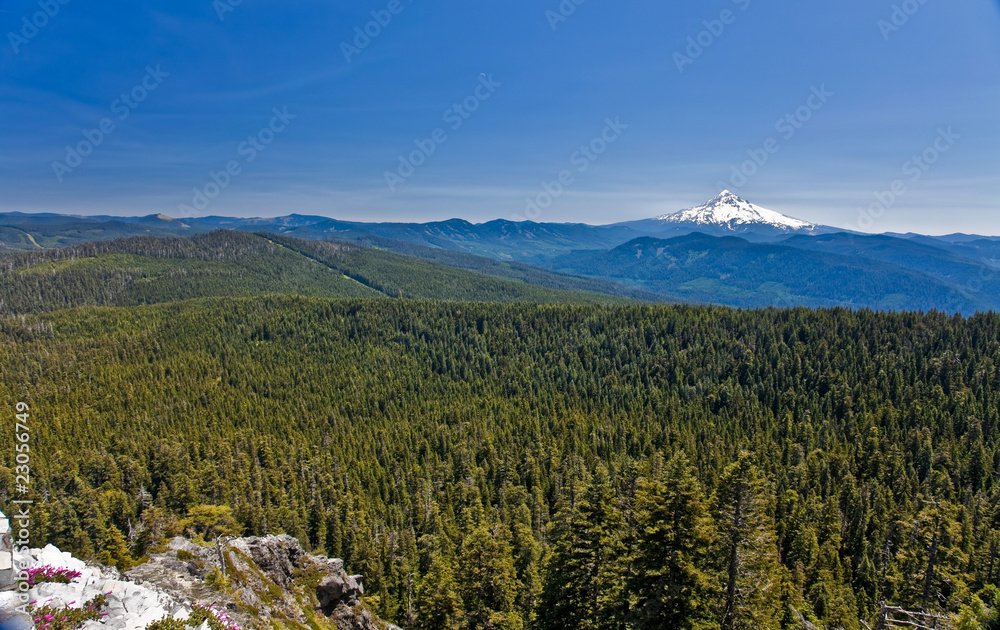 Scenic view of snow capped Mount Hood with forest in foreground