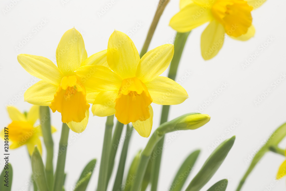 daffodil daffodil