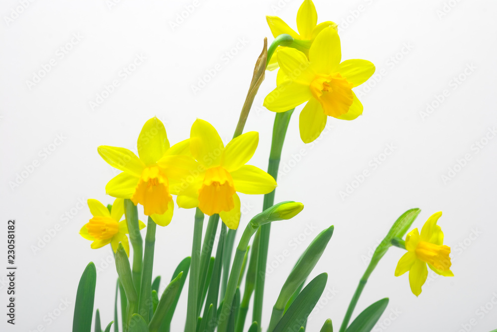 daffodil daffodil