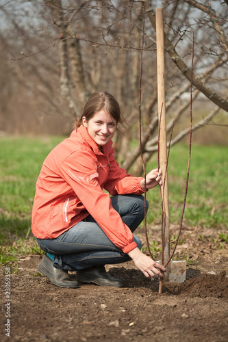 woman making orchard with spade and sprouts photo