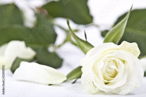 weiße rose liegend