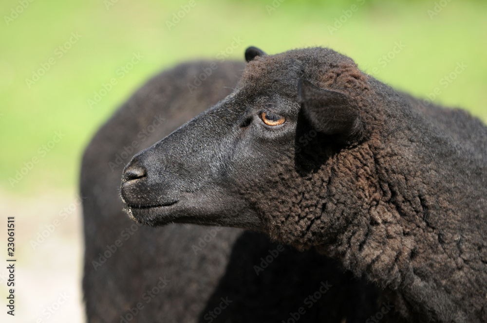 Obraz premium Skudde