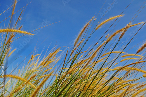 wild flower in the countryside