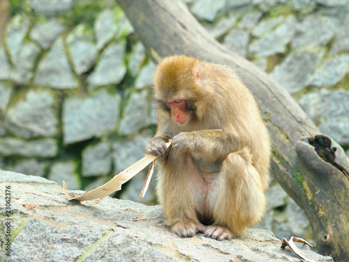 Lonely monkey eats piece of bark © Igor Kovalchuk