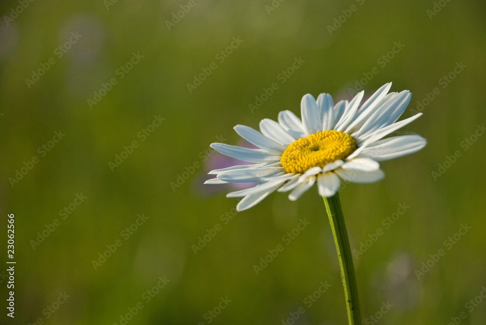 Single daisy marguerite in natural meadow Single daisy marguerite in natural meadow