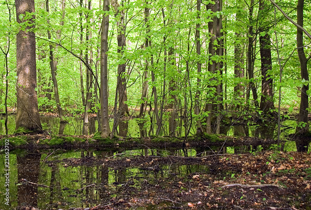 Fototapeta premium Feuchter Waldboden mit großen Pfützen