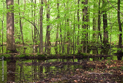 Feuchter Waldboden mit großen Pfützen © Ulrike Haberkorn