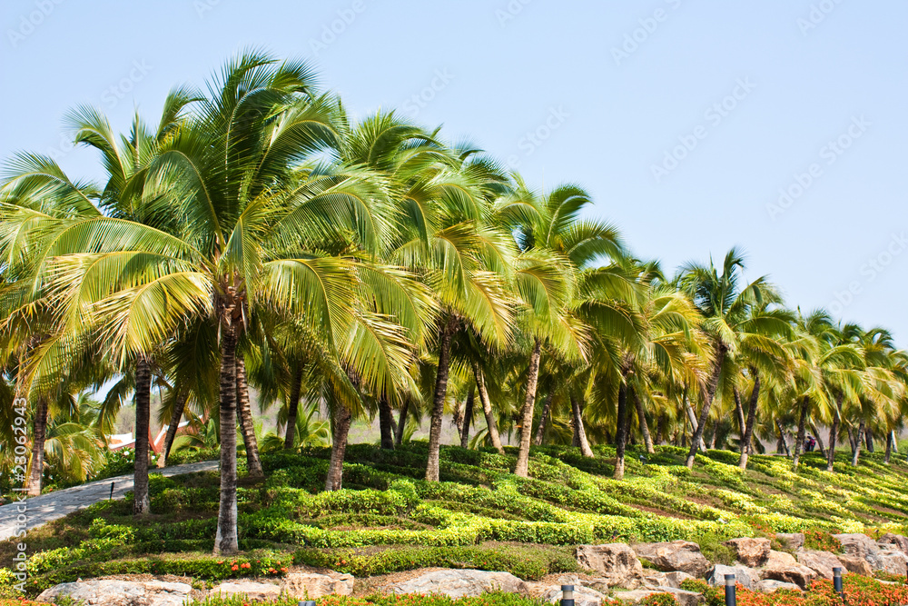 Obraz premium Image of Coconut Trees