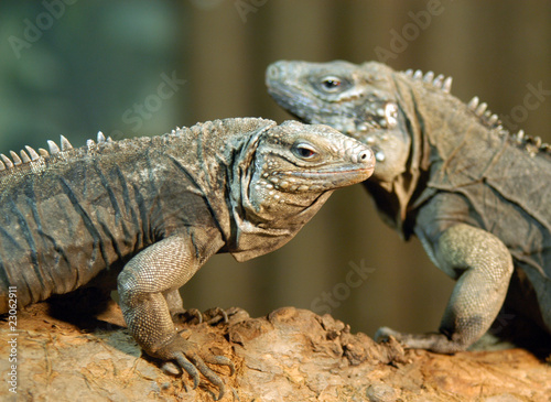 portrait of couple of  iguanas