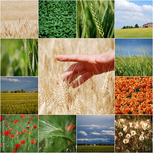 Tableau sur toile grano