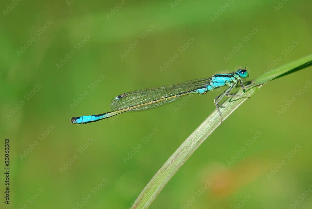 Dragonfly Dragonfly