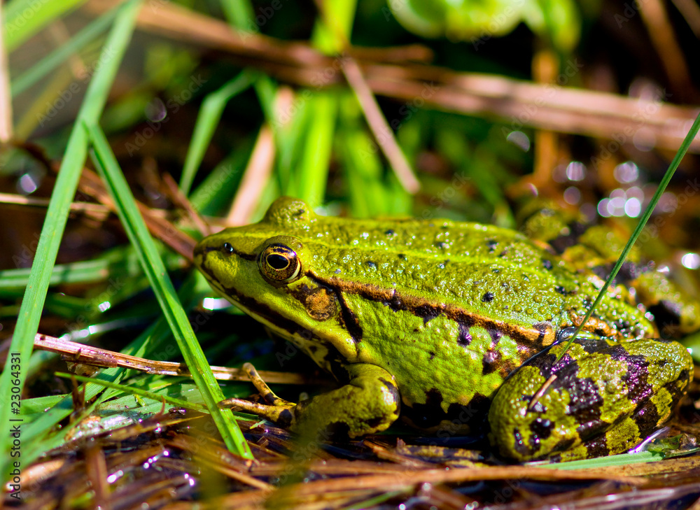 Naklejka premium Edible Frog (Rana esculenta)